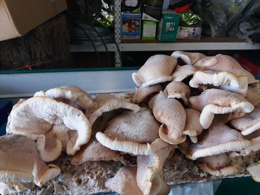 A Agraria - Visual