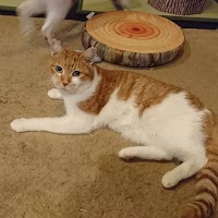 猫スペース ファズ