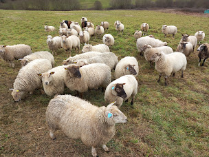 Photo n°19 de La Bergerie de Chevalerie à La Coquille (Ferme d'élevage)