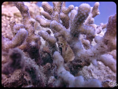 Photos of Ayla's Anchor Diving Centre