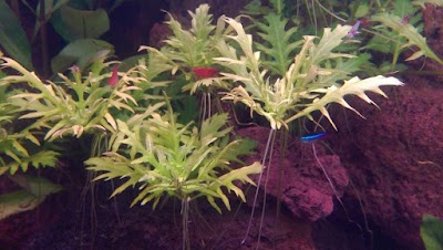 Photos of Tuzla Akvaryum Petshop