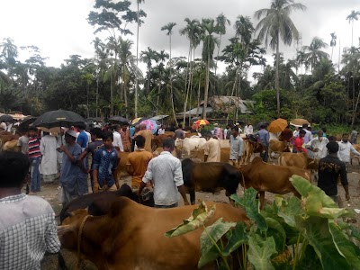 Photos of কৈখালি গরুর হাট