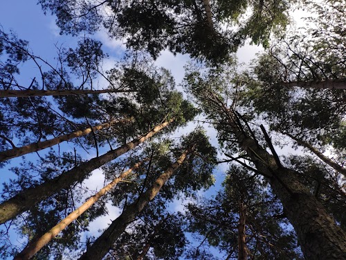 Birdwatching Station