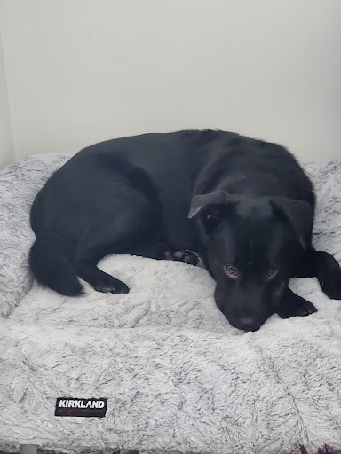 Humane Society of Western Montana - Thumbnail