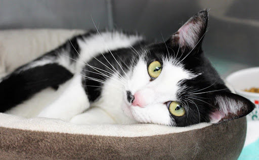 Medfield Animal Shelter - Thumbnail