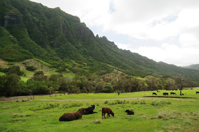 Kualoa Ranch & Zipline