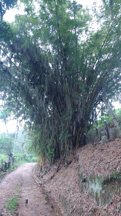 Photos of Hotel El Bosque
