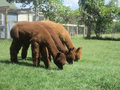 Wolf Moon Alpacas