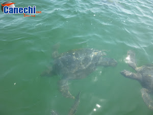 Agencia de Viajes y operador Turistico Canechi Tours SAC 3