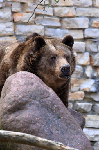 Braunbär (Ursus arctos) - Thumbnail