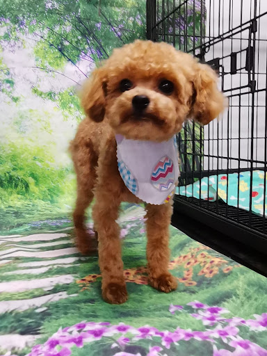 San Marcos Grooming