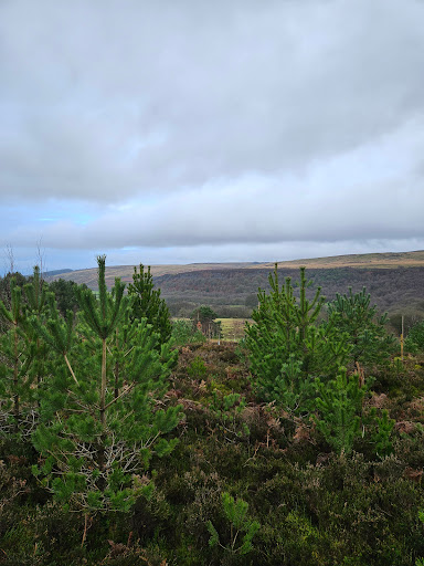'Life for a Life' Memorial Forest
