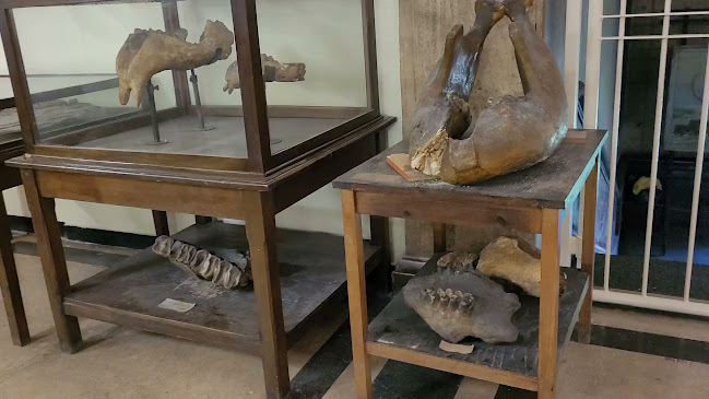 Музей по палеонтология и исторична геология - София
