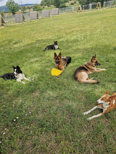 Residencia Canina Alohadogs Sierra Norte Madrid