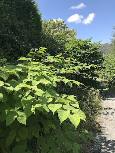 Japanese Knotweed Removal Wales