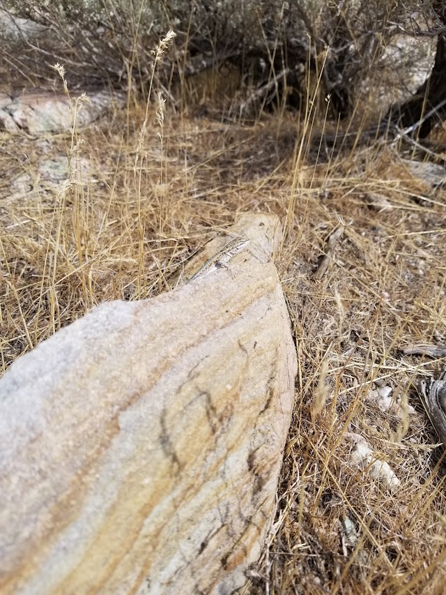 Parc d'État d'Antelope Island