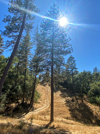 Sutter Pines