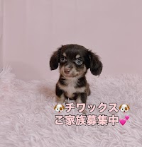 わんわんハウスBerry