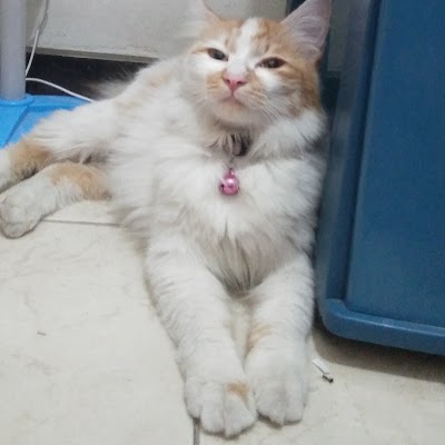 Photos of Cahaya Petshop & Dokter Hewan Mojokerto