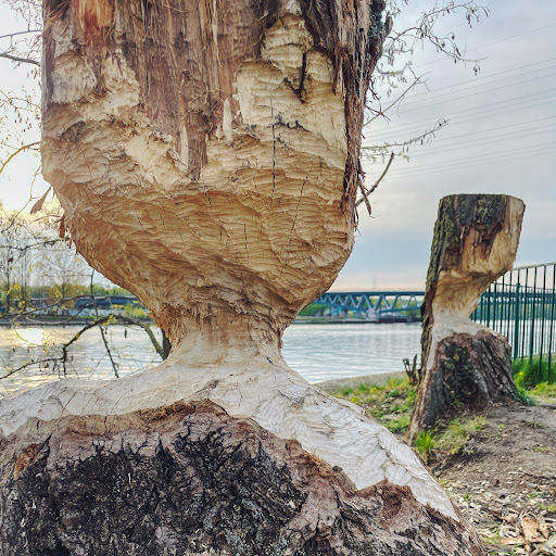Spree Promenade - Visual