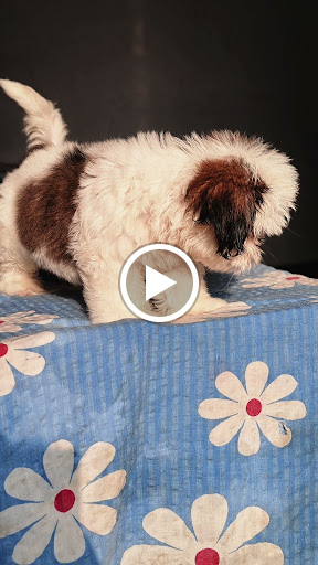 Shitzu puppy available in ahmedabad post image
