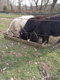 Photo n°16 de Ecurie Talhadjia à Pujo-le-Plan (Ferme d'élevage)