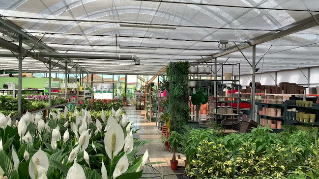 Avaliações doHortoflorcacia em Aveiro - Floricultura