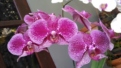Photos of Infinite Garden