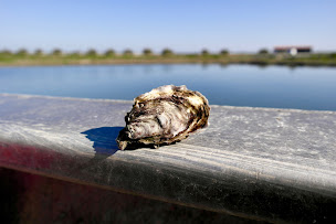 Photo n°4 de Cabane du Boutillon à Ars-en-Ré (Bar-restaurant à huîtres)
