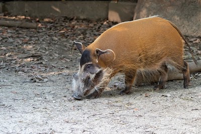 アカカワイノシシ舎