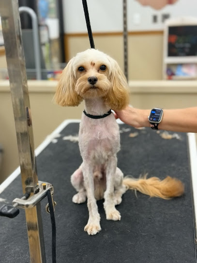 Pet Supplies Plus Talmadge Grooming