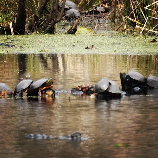 Baylor Park Nature Trail - Thumbnail