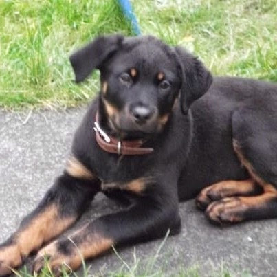 Alnorthumbria Veterinary Group - Ashington - Thumbnail