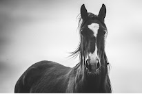 Ecuries Bakea à Luxe-Sumberraute