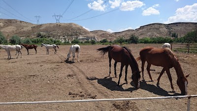 Akhal Teke Horse Center: Horse Riding Cappadocia