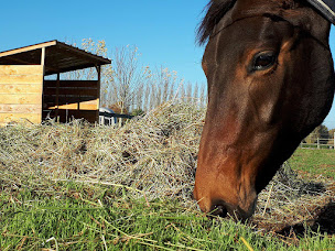 Photo n°3 de EARL les Ecuries de la Borde - Poney Club - pension chevaux de propriétaires - élevage - SAUMUR à Neuillé (Éleveur de chevaux)