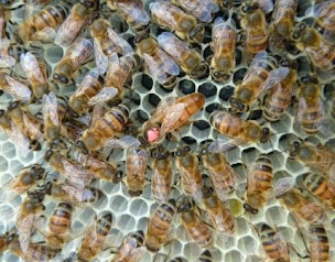 Photo n°9 de Ferme apicole FERT Gilles ARGAGNON à Argagnon (Agriculture)