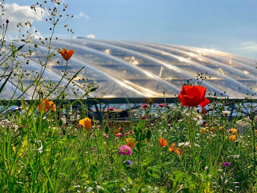 Bluestone Serendome - Visual