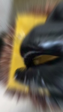 Bermuda Pie Company by null