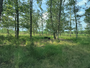 Photo n°6 de Les Seigneurs Noirs du Billon à Captieux (Ferme d'élevage)