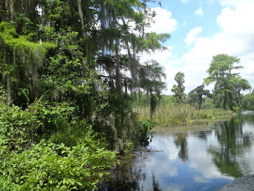 Wakulla State Forest - Visual