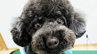 ペットサロン・サン