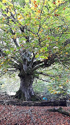 Photo n°6 de Entre Terre et Ciel à Saint-Victor-la-Rivière (Centre de yoga)