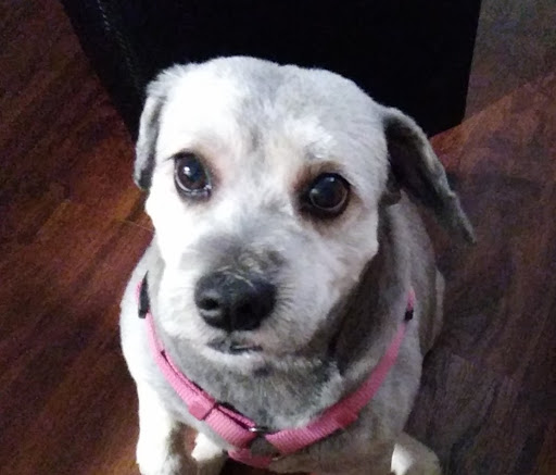 Dan and Cindy's Pet Salon Gallery - United States