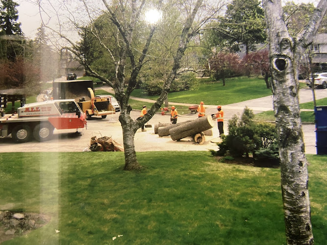 STS Tree Services Ltd work photo 1