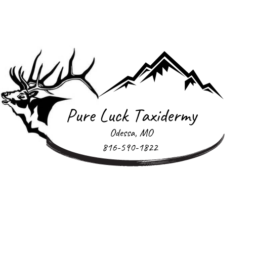 Pure Luck Taxidermy - Thumbnail