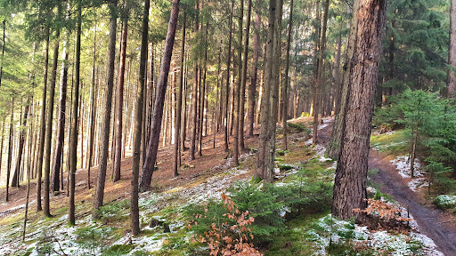 Derchinger Wald - Visual