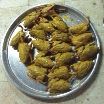 Photos of مزرعة دجاج الوفره