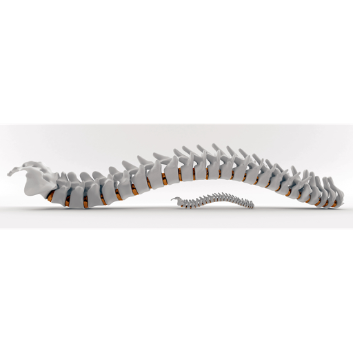 Ferguson St Chiropractic & Natural Therapies - Thumbnail