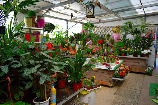 Floricoltura Benigni - Thumbnail